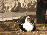 ����ˮů����֪